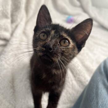 Alabama -  Domestic Short Hair Cat for Adoption in Long Beach, California - Alabama | PetCurious