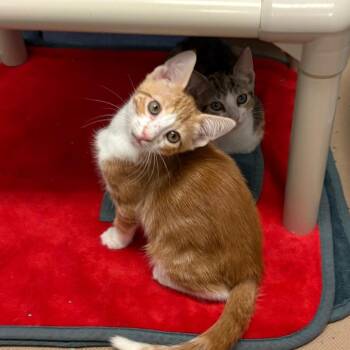 Ray -  Domestic Short Hair Cat for Adoption in Wantagh, New York - Ray | PetCurious