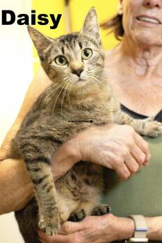 Daisy -  Tabby Cat for Adoption in Macomb, Illinois - Daisy | PetCurious