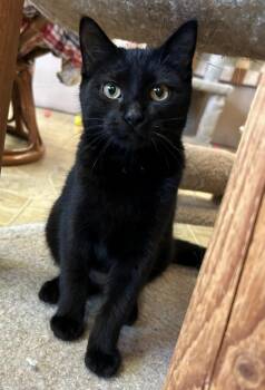 Rescue Domestic Short Hair Cats for Adoption in Neillsville, Wisconsin - Coraline | PetCurious