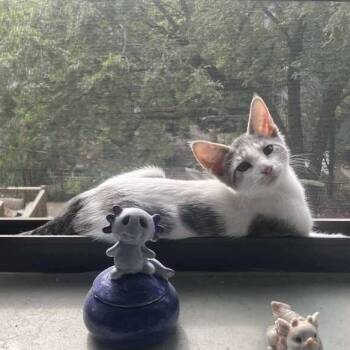 Rescue Domestic Short Hair Cats for Adoption in Chicago, Illinois - Gene | PetCurious