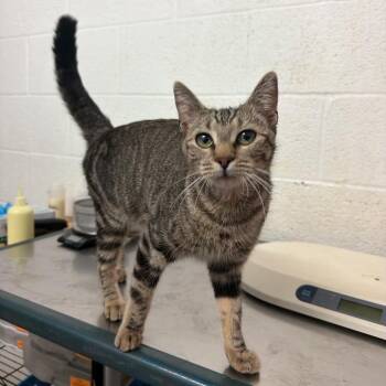 Jillian -  Domestic Short Hair Cat for Adoption in Edinburg, Texas - Jillian | PetCurious
