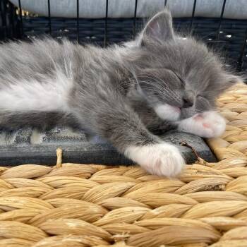 Domestic Long Hair Cats Available for Adoption in Johnson City, Tennessee - Rita | PetCurious