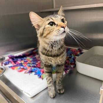 Maple -  Domestic Medium Hair Cat for Adoption in Naperville, Illinois - Maple | PetCurious