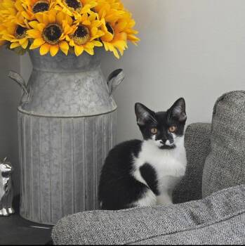 Rescue Domestic Short Hair Cats for Adoption in Goshen, Indiana - Yang | PetCurious