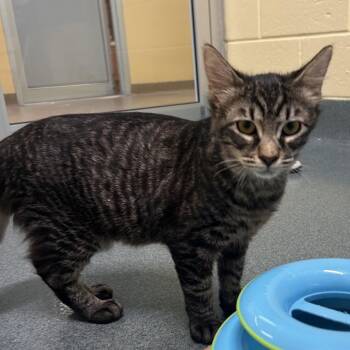 Nico -  Domestic Short Hair Cat Available for Adoption - Nico | PetCurious