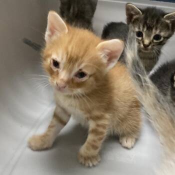 Sacramento -  Domestic Short Hair Cat for Adoption in Galveston, Texas - Sacramento | PetCurious