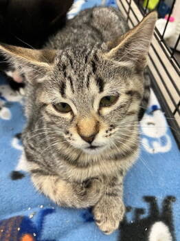 Rescue Domestic Short Hair Cats for Adoption in Land O