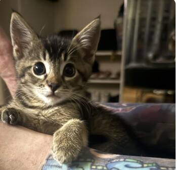 Pixel -  Domestic Short Hair Cat for Adoption in Larkfield-wikiup, California - Pixel | PetCurious