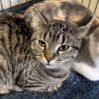 Domestic Short Hair Cats Available for Adoption in Dekalb, Illinois - Sydney | PetCurious