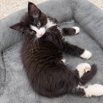 Bam -  Domestic Short Hair Cat for Adoption in Detroit Lakes, Minnesota - Bam | PetCurious