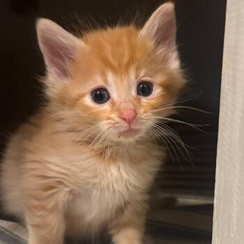 Colin -  Domestic Medium Hair Cat for Adoption in Durango, Colorado - Colin | PetCurious