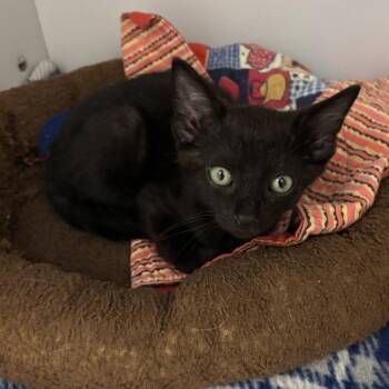 Caribbean -  Domestic Short Hair Cat for Adoption in Kanab, Utah - Caribbean | PetCurious