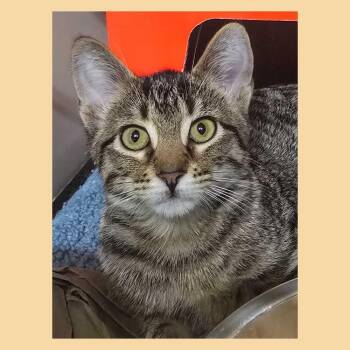 Wishbone -  Domestic Short Hair Cat for Adoption in Topeka, Kansas - Wishbone | PetCurious