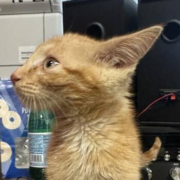 Sebastian -  Domestic Short Hair Cat for Adoption in Park City, Utah - Sebastian | PetCurious