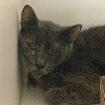 Spot Spot -  Domestic Short Hair Cat for Adoption in Philadelphia, Pennsylvania - Spot Spot | PetCurious