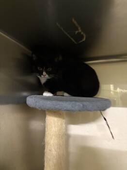 Rita Hayworth -  Tuxedo Cat for Adoption in Absecon, New Jersey - Rita Hayworth | PetCurious