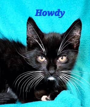 Howdy -  Domestic Medium Hair Cat for Adoption in Macon, Georgia - Howdy | PetCurious