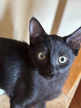 Christina -  Domestic Short Hair Cat for Adoption in Phoenix, Arizona - Christina | PetCurious