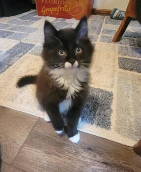 Cozmo -  Domestic Medium Hair Cat for Adoption in Walled Lake, Michigan - Cozmo | PetCurious