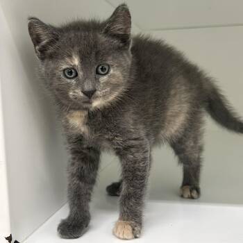Billy -  Domestic Short Hair Cat for Adoption in Peconic, New York - Billy | PetCurious