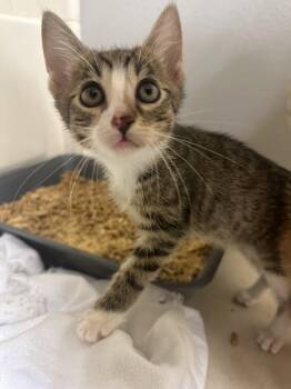 Dorathy Anne -  Domestic Short Hair Cat for Adoption in Orlando, Florida - Dorathy Anne | PetCurious