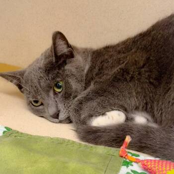 Domestic Short Hair Cats Available for Adoption - Flavia | PetCurious