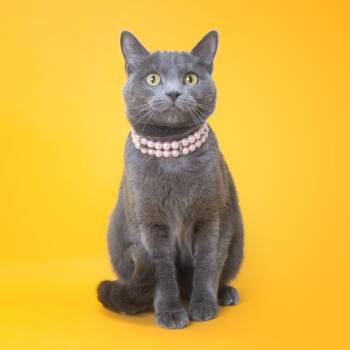 Stormi -  Domestic Short Hair and Russian Blue Cat for Adoption in Franklin, Tennessee - Stormi | PetCurious