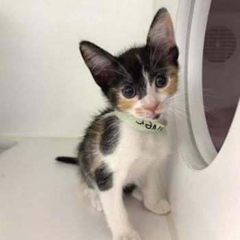 Shiver Me Timbers -  Domestic Short Hair Cat for Adoption in Phoenix, Arizona - Shiver Me Timbers | PetCurious