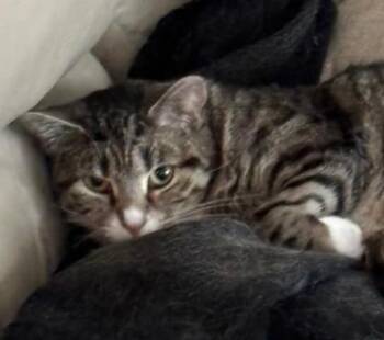 Coco Chanel -  Domestic Short Hair and Extra Toes Cat Hemingway Polydactyl Cat for Adoption in Cincinnati, Ohio - Coco Chanel | PetCurious