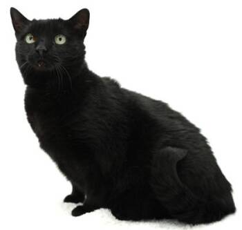 Lilly -  Domestic Short Hair Cat for Adoption in Bowling Green, Kentucky - Lilly | PetCurious