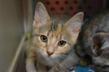 Spiffy -  Domestic Short Hair Cat for Adoption in Kansas City, Missouri - Spiffy | PetCurious