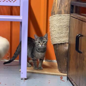 Tina -  Domestic Short Hair Cat for Adoption in Pauls Valley, Oklahoma - Tina | PetCurious