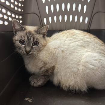 Meredith -  Domestic Short Hair Cat for Adoption in Meadow Lake, Saskatchewan - Meredith | PetCurious