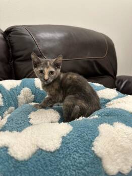 Megan -  Domestic Short Hair Cat for Adoption in Newberg, Oregon - Megan | PetCurious