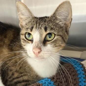 Butters -  Domestic Short Hair Cat for Adoption in Lansing, Michigan - Butters | PetCurious
