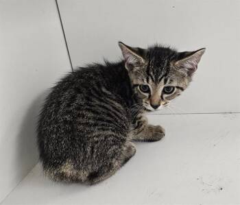Domestic Short Hair Cats Available for Adoption in Winter Haven, Florida - A1268248 | PetCurious