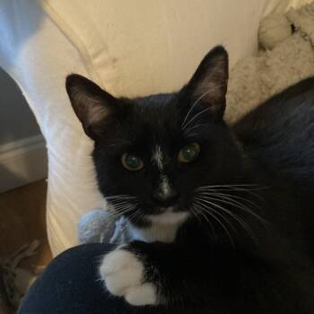 Domestic Short Hair Cats Available for Adoption in Candler, North Carolina - Jangle | PetCurious