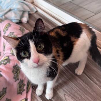 Rescue Domestic Short Hair Cats for Adoption in West Des Moines, Iowa - Moochi (bonded To Fern) | PetCurious