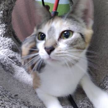 Domestic Short Hair Cats Available for Adoption - Buttons | PetCurious