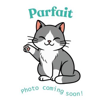 Parfait -  American Shorthair Cat Available for Adoption in Houston, Texas - Parfait | PetCurious