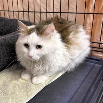 Maverick & Bob Marley -  Domestic Short Hair Cat for Adoption in Waltham, Massachusetts - Maverick & Bob Marley | PetCurious