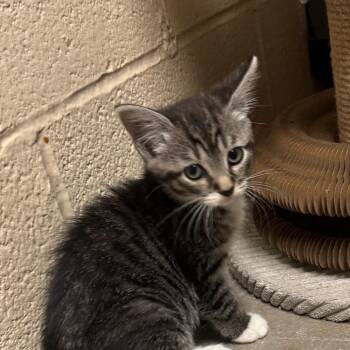 Monsterella -  Domestic Short Hair Cat for Adoption in York, Pennsylvania - Monsterella | PetCurious