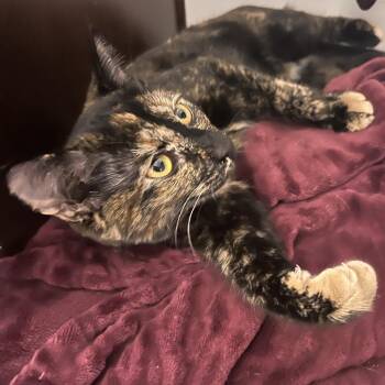 Domestic Short Hair Cats Available for Adoption - Honeysuckle | PetCurious