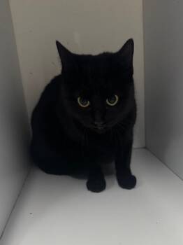 Domestic Short Hair Cats Available for Adoption - Misty | PetCurious