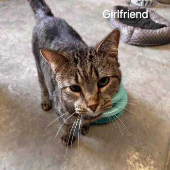 Rescue Domestic Short Hair Cats for Adoption in Richmond, Indiana - Girlfriend | PetCurious