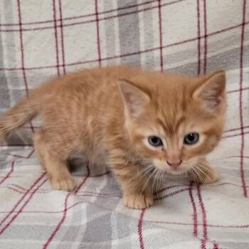 Buttercup -  Domestic Short Hair Cat for Adoption in Coos Bay, Oregon - Buttercup | PetCurious