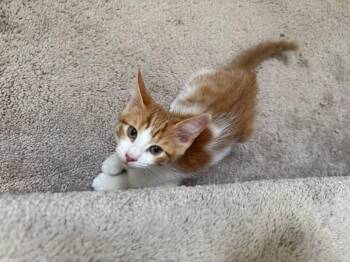 Spice -  Domestic Short Hair Cat for Adoption in Tampa, Florida - Spice | PetCurious