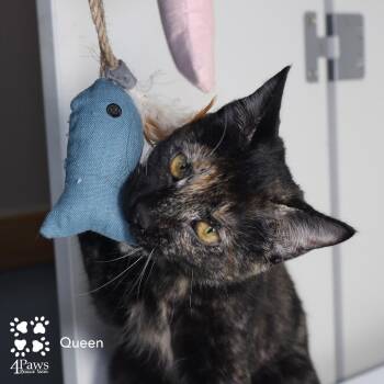 Domestic Short Hair Cats Available for Adoption - Queen Rinaldi | PetCurious