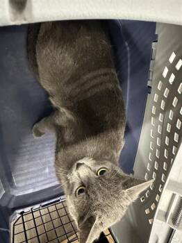 MIRANDA -  Domestic Short Hair Cat for Adoption in Casper, Wyoming - MIRANDA | PetCurious